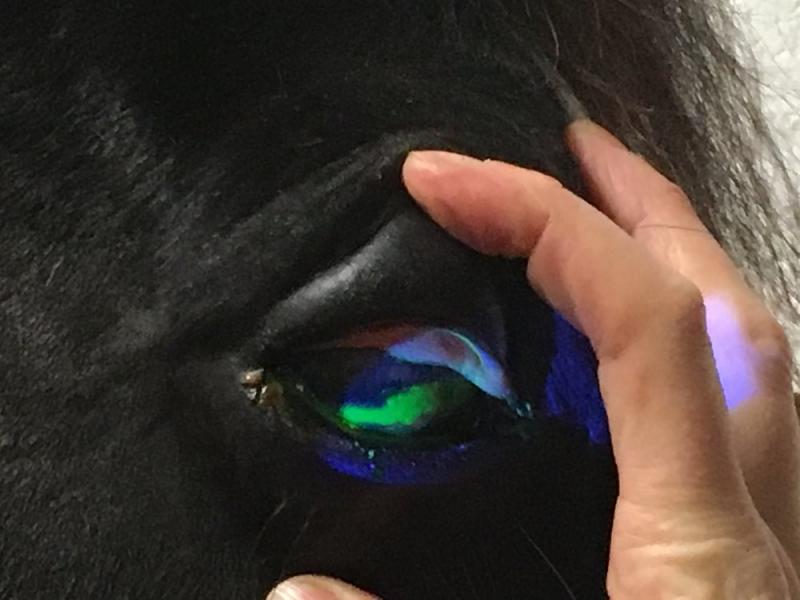 EQUINE EYE ULCERS "IT COVERED ALMOST THE ENTIRE WIDTH OF HIS EYEBALL